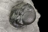 Wide Enrolled Eldredgeops (Phacops) Trilobite - New York #85396-3